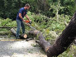 Mulching Services in Memphis, FL