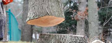 Best Tree Disease Treatment  in Memphis, FL