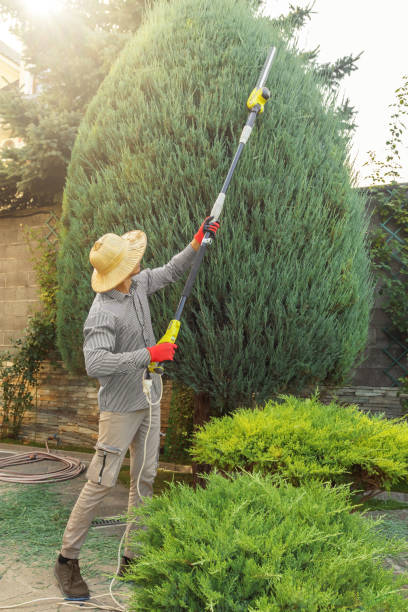 Best Tree Risk Assessment  in Memphis, FL